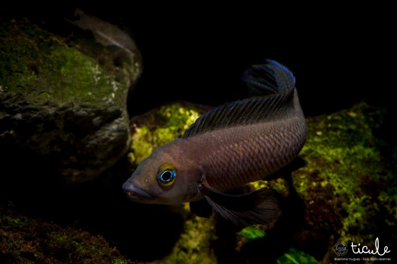 Neolamprologus pectoralis 'Tembwe (Deux)'